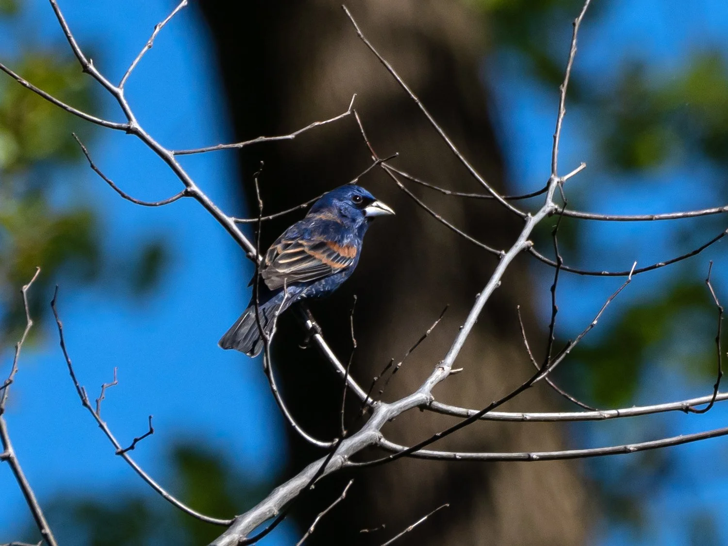 Blue Grosbeaks — Susan Kirby